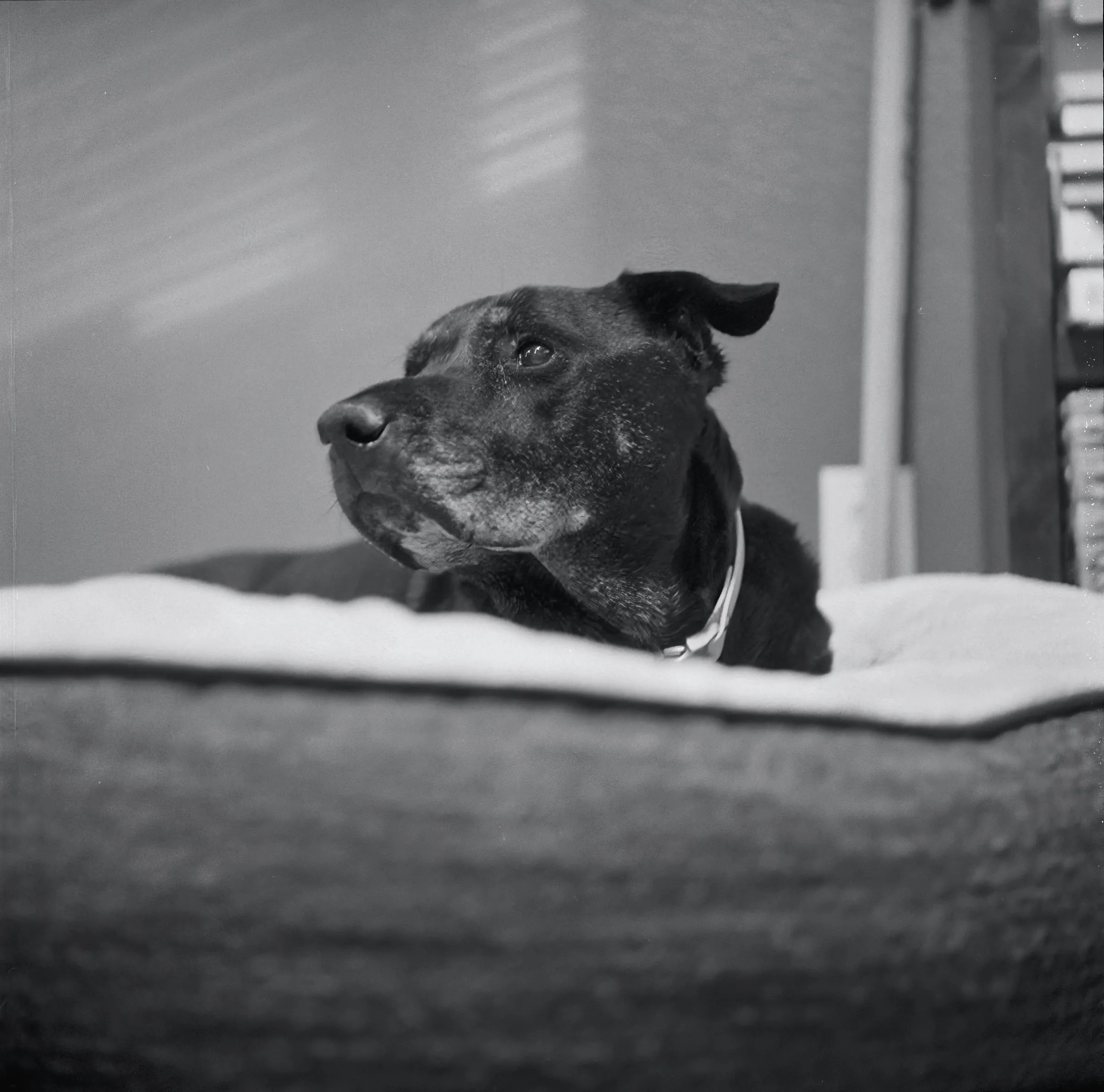 Black and white photo of my dog Zorro